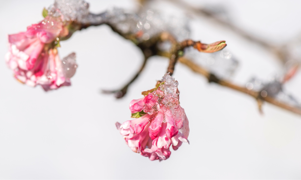 A cherry blossom tree thriving under mild spring weather with blue skies.