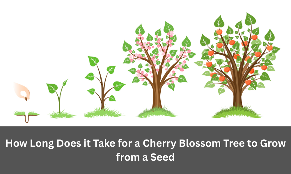 Close-up of nutrient-rich, well-draining soil perfect for planting cherry blossom trees.