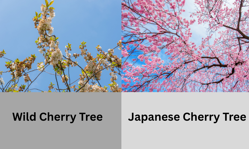Various types of cherry blossom trees in full bloom, including pink and white varieties.