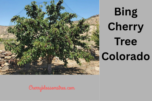 Bing Cherry Tree in Colorado