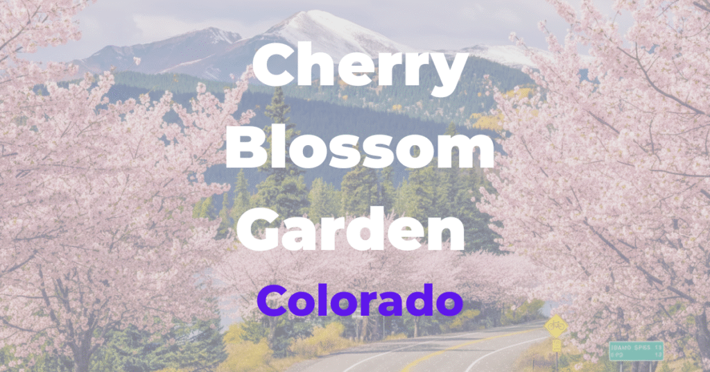 Cherry Blossoms Garden in Colorado