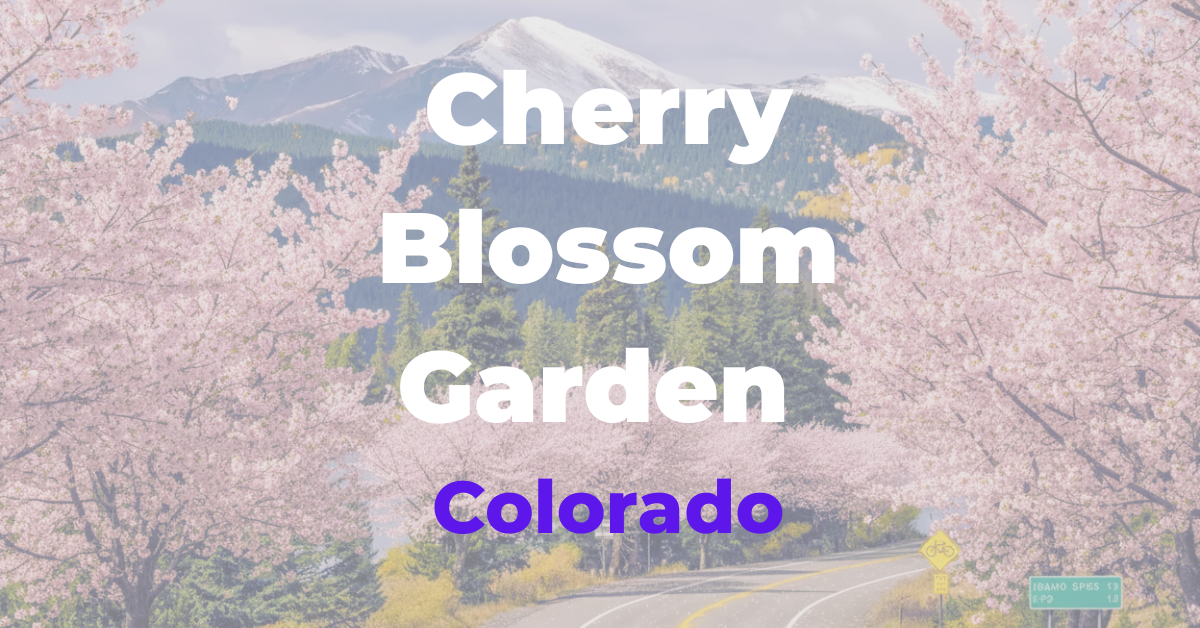 Can You Grow Cherry Blossom Trees in Colorado?