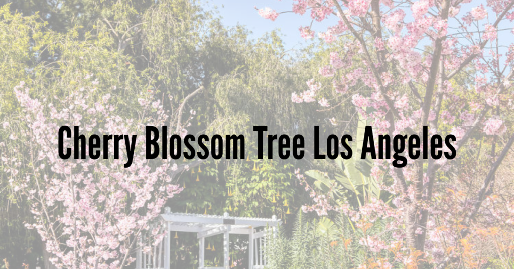Cherry Blossom Garden Los Angeles