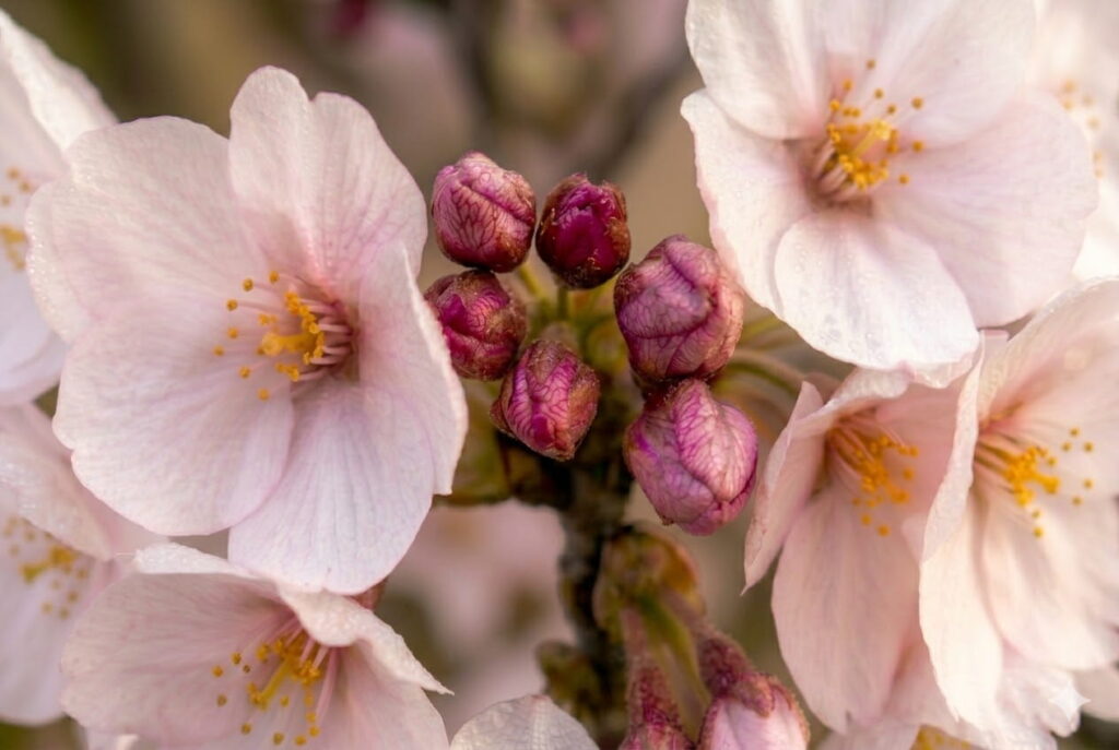 Akebono Cherry Blossom Tree