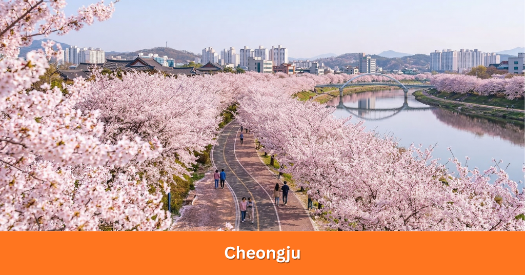 A scenic row of pink Cheongju cherry blossom trees lining the Musimcheon Stream with locals walking beneath the canopy.