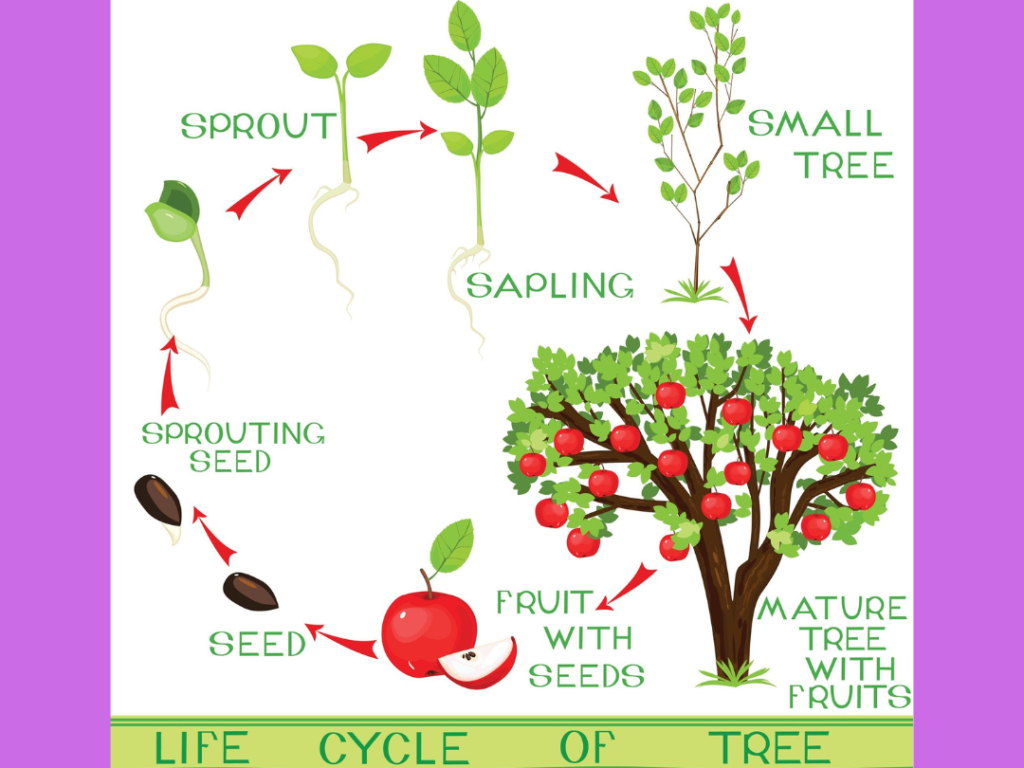 A comprehensive tree lifecycle guide illustration showing the stages of cherry blossom longevity from sapling to a mature 100-year-old tree.