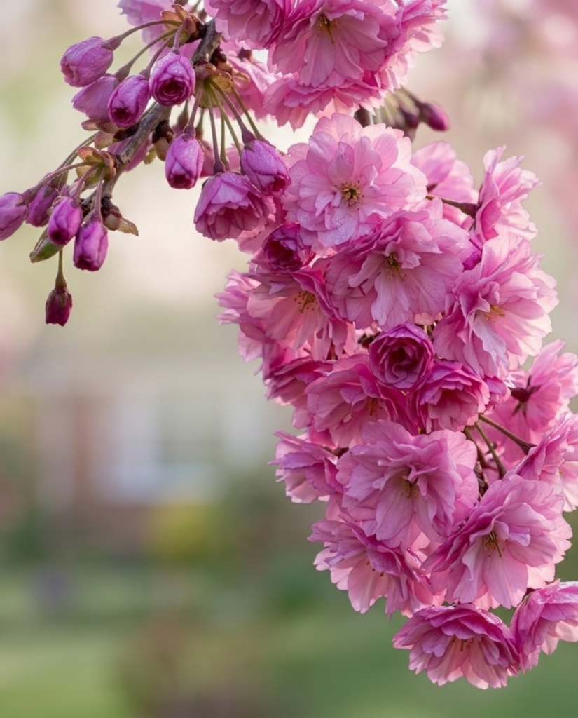 Kiku Shidare Zakura Cherry Blossom Tree
