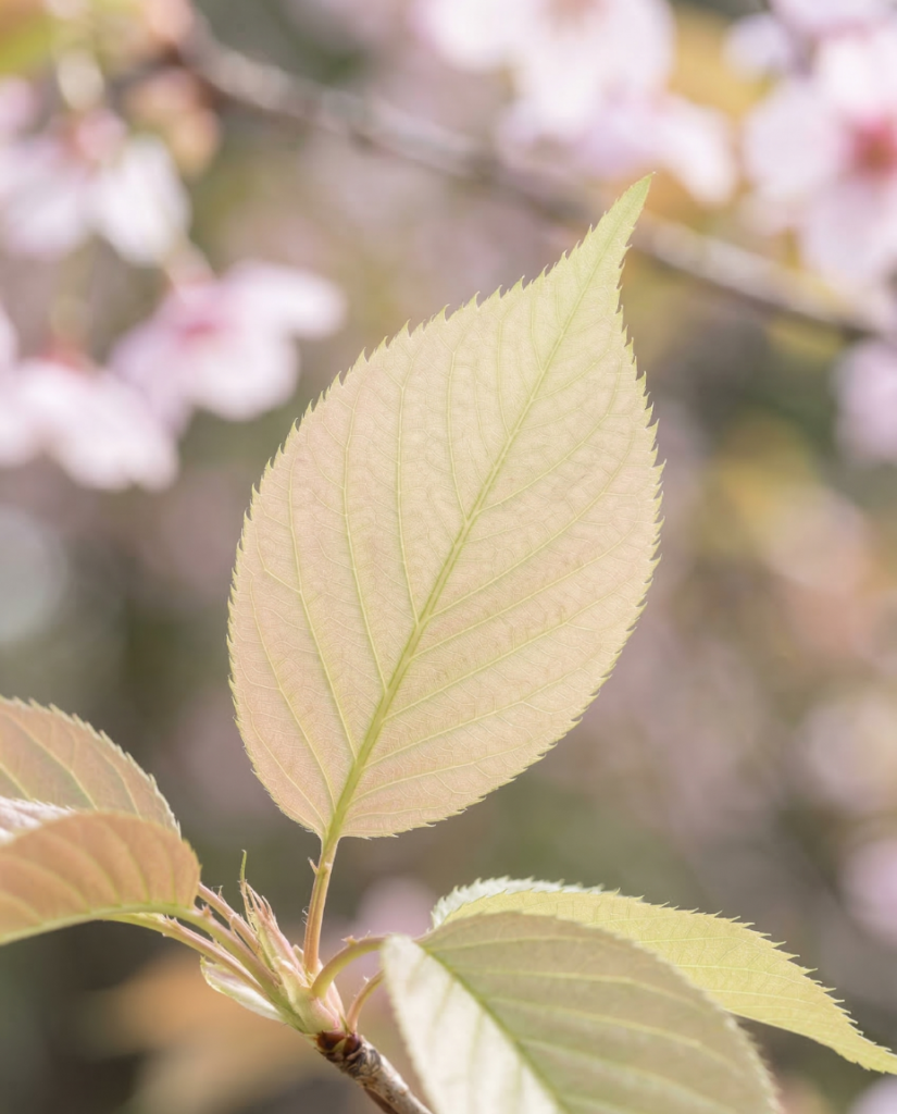 Shogetsu Cherry Blossom
