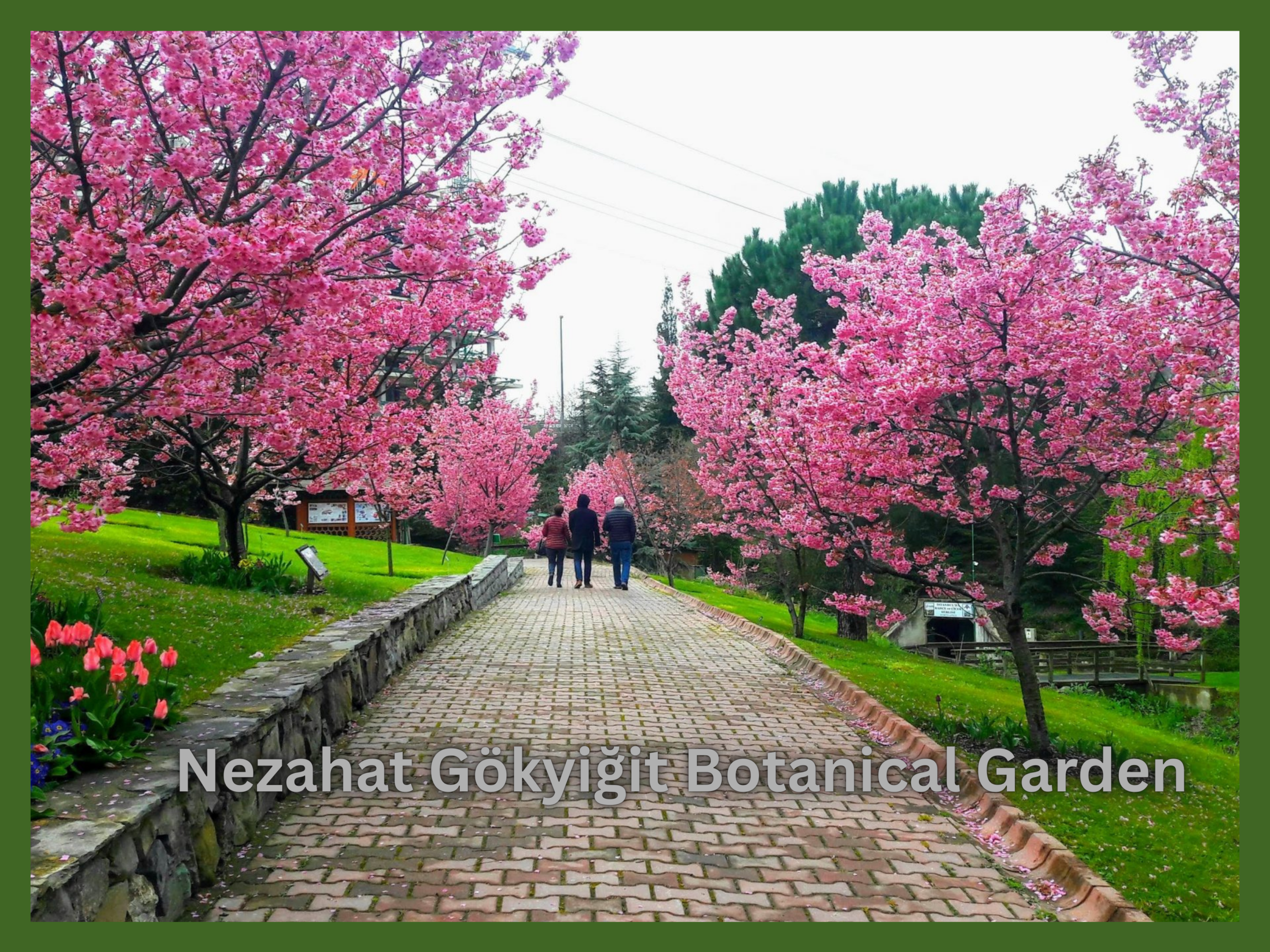 4 Best Ways to Experience a Cherry Blossom Turkey Vacation